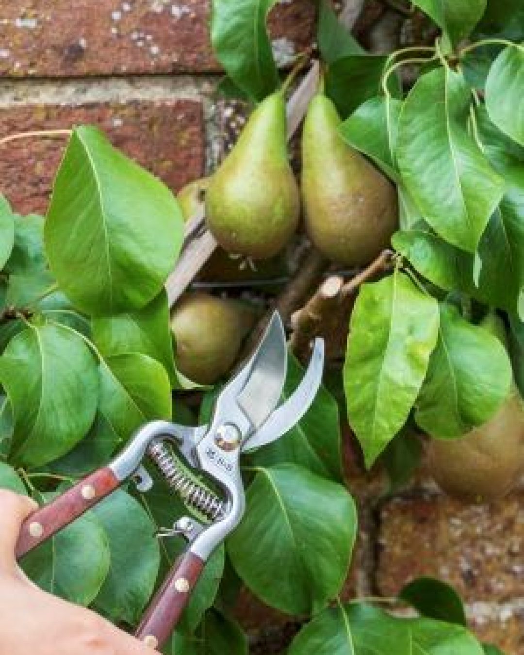 Burgon and Ball National Trust secateur lifestyle. Credit 'Thanks to National Trust, Kingston Lacy'cp
